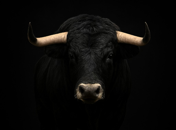 ternero de la raza serrana negra, de la ganadería de la Serranita en Soria, San Pedro Manrique. Da una imagen lujosa y de prestigio a la marca.